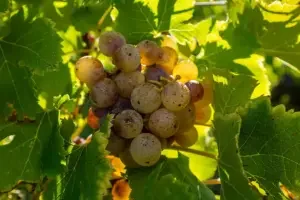 2023 bordeaux sémillon grapes in Barsac