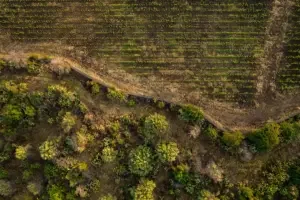 Idda vineyard from the air