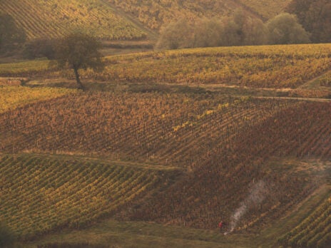 Book Review: <i>Burgundy: A Global Anthropology of Place and Taste</i> by Marion Demossier