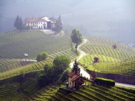 How I Learned to Love Barolo