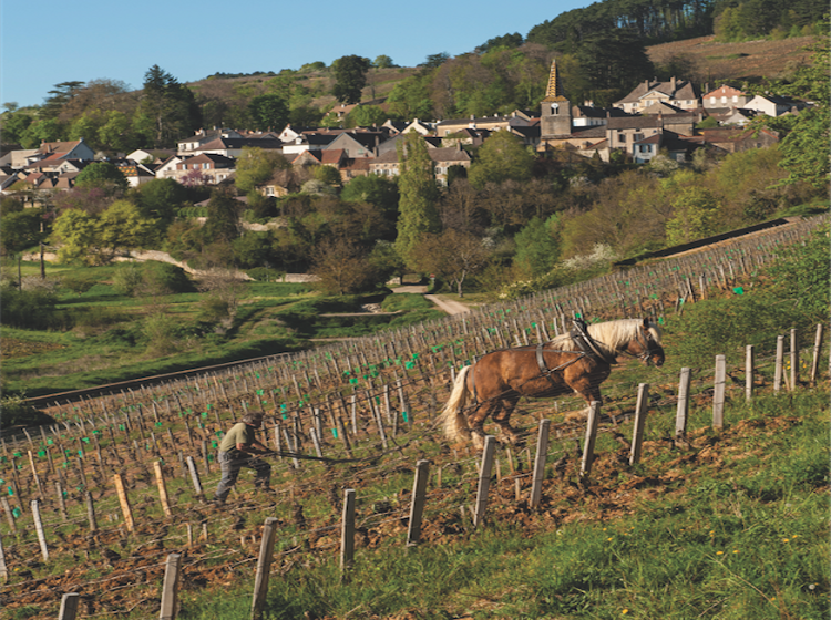 The golden age of Burgundy?