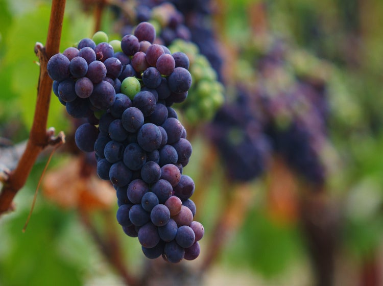 Pinot Noir: Stylish Grape Coveted By Growers Around The World