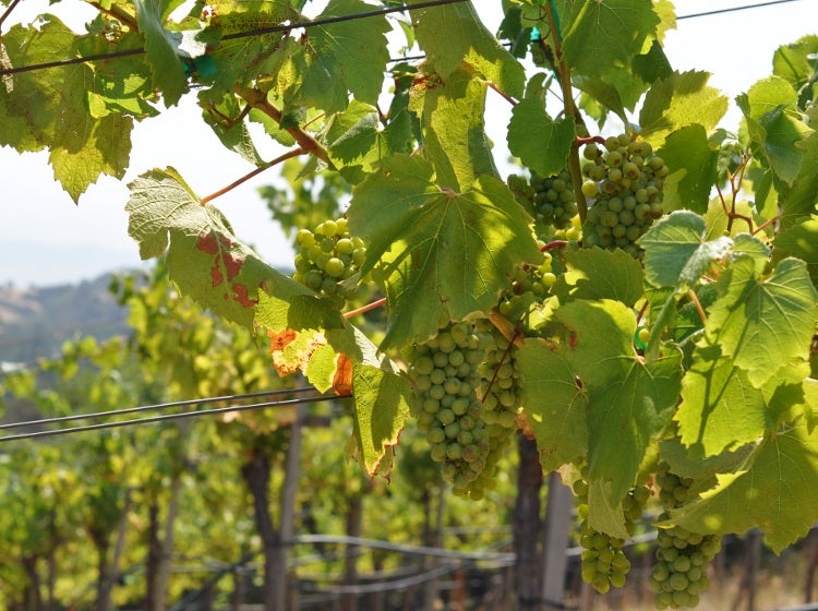 Close Photo Green Grapes Organic Vineyard Farming Concept Golden