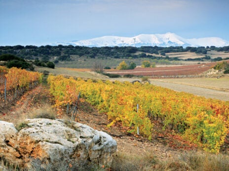 The Garnacha Paradox in Spain