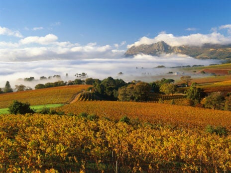 Vineyard with a View: South Africa