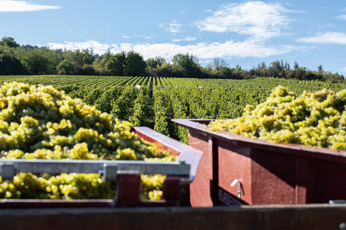 Justerini & Brooks showcases the future of Burgundy Justerini & Brooks showcases the future of Burgundy