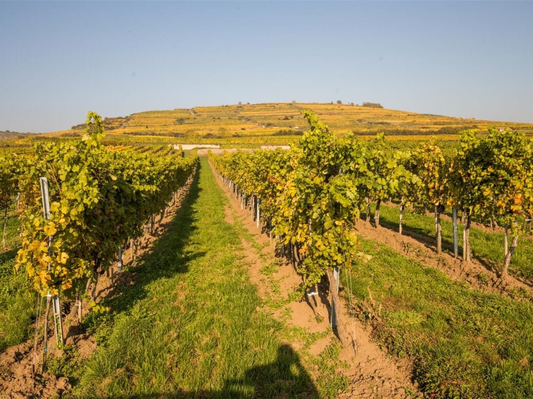 Schloss Gobelsburg's Grüner Veltliner