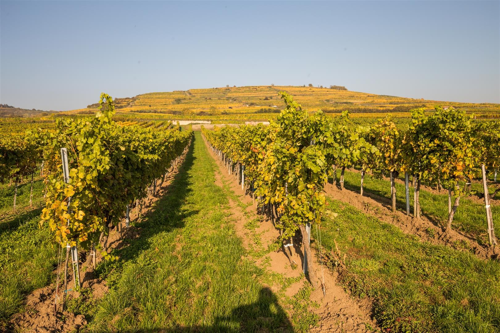 Schloss Gobelsburg's Grüner Veltliners: A sweet, sweet field Schloss Gobelsburg's Grüner Veltliners: A sweet, sweet field