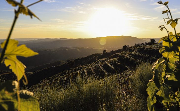 Innovation with altitude: Spain’s new generation of winemakers
