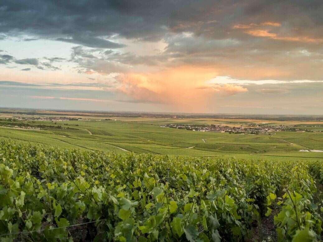 Coteaux Champenois