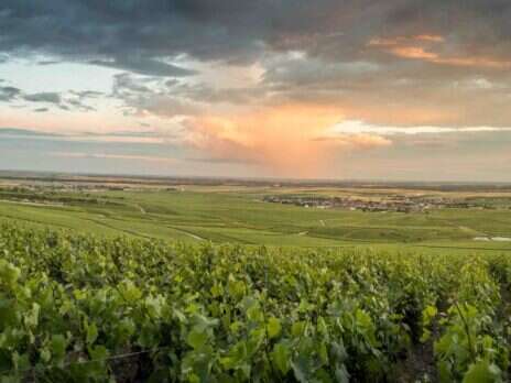 Coteaux Champenois: Still life