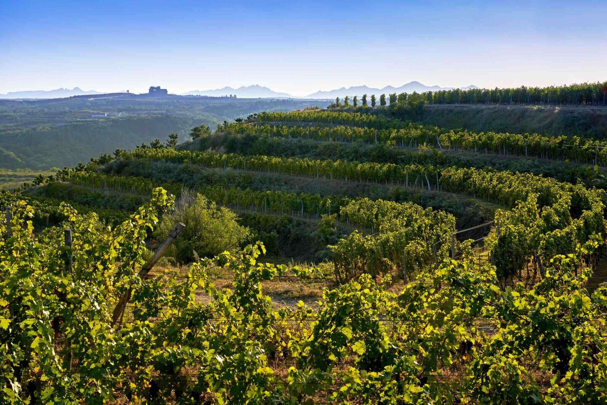 Domaine De Long Dai The Chinese Lafite World Of Fine Wine