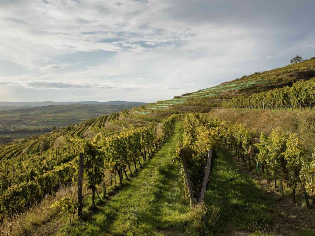 Bründlmayer's Grüner Veltliners