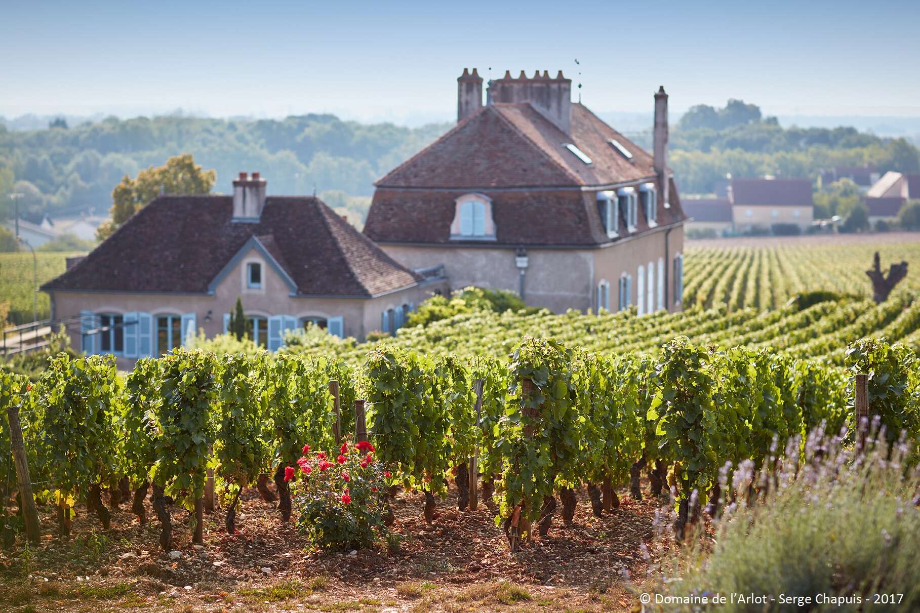 A letter from Burgundy: Domaine de l'Arlot - World Of Fine Wine