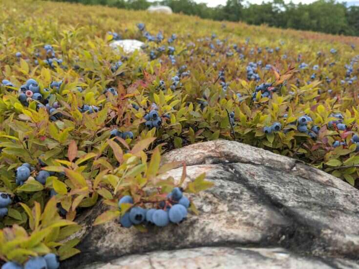 Reflections from a year with wine: Bluet, Maine's sparkling blueberry wine