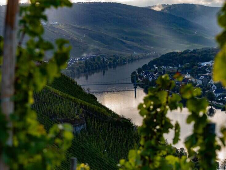 Selbach-Oster: Pure undiluted Mosel-ness