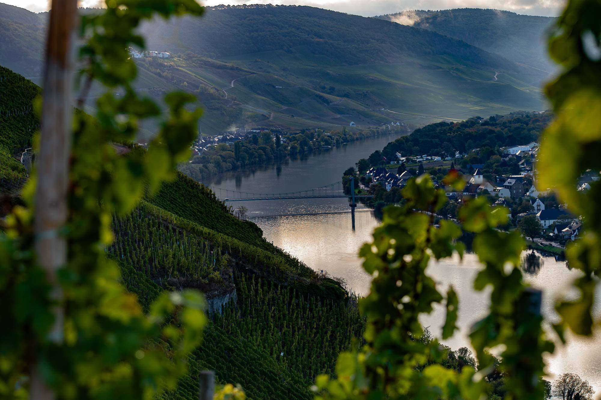 selbach-oster-pure-undiluted-mosel-ness-world-of-fine-wine