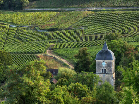 2020 Burgundy: Classic wines from an extreme season