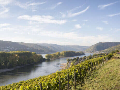 Riesling from Alsace and Germany: Rhine gold on both banks