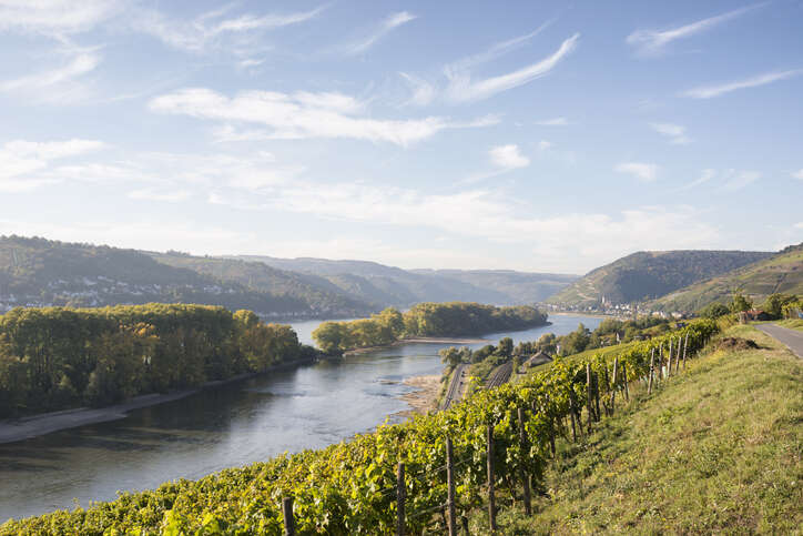 Riesling from Alsace and Germany: Rhine gold on both banks