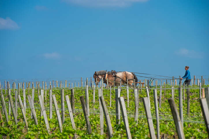 Bordeaux organic, biodynamic, and sustainable wine
