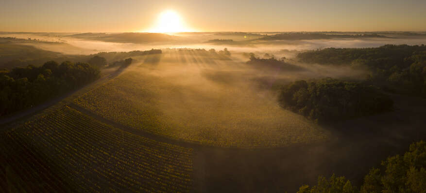 Bordeaux 2021 Sauternes and Barsac