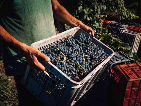 Uruguayan Tannat: One grape, endless experiences