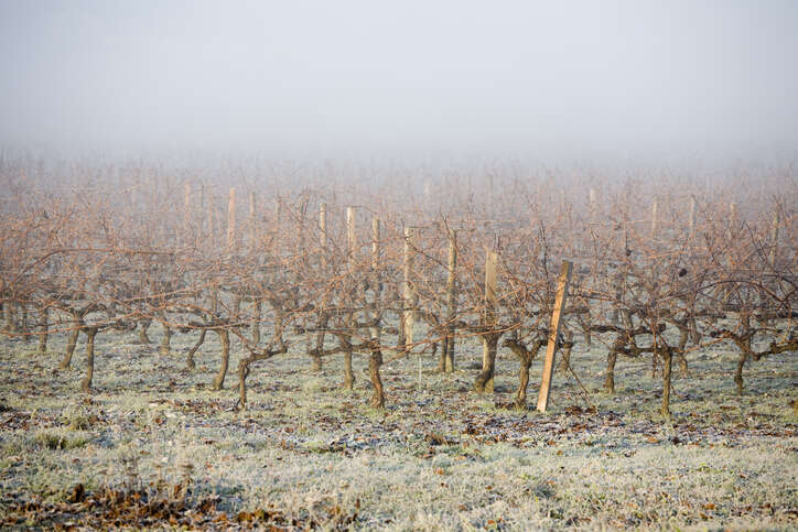 Bordeaux 2021 Field notes: In the cold light of day