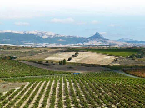 White Rioja: Survive and prosper