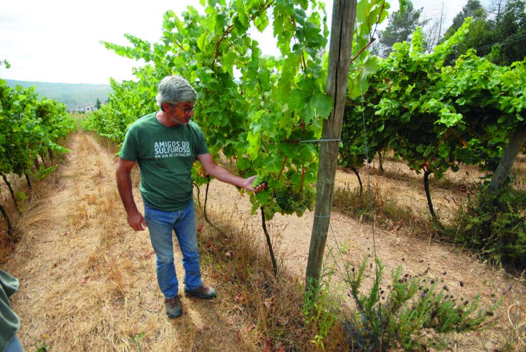 Quinta de Cottas Garrafeira 2017 vino blanco