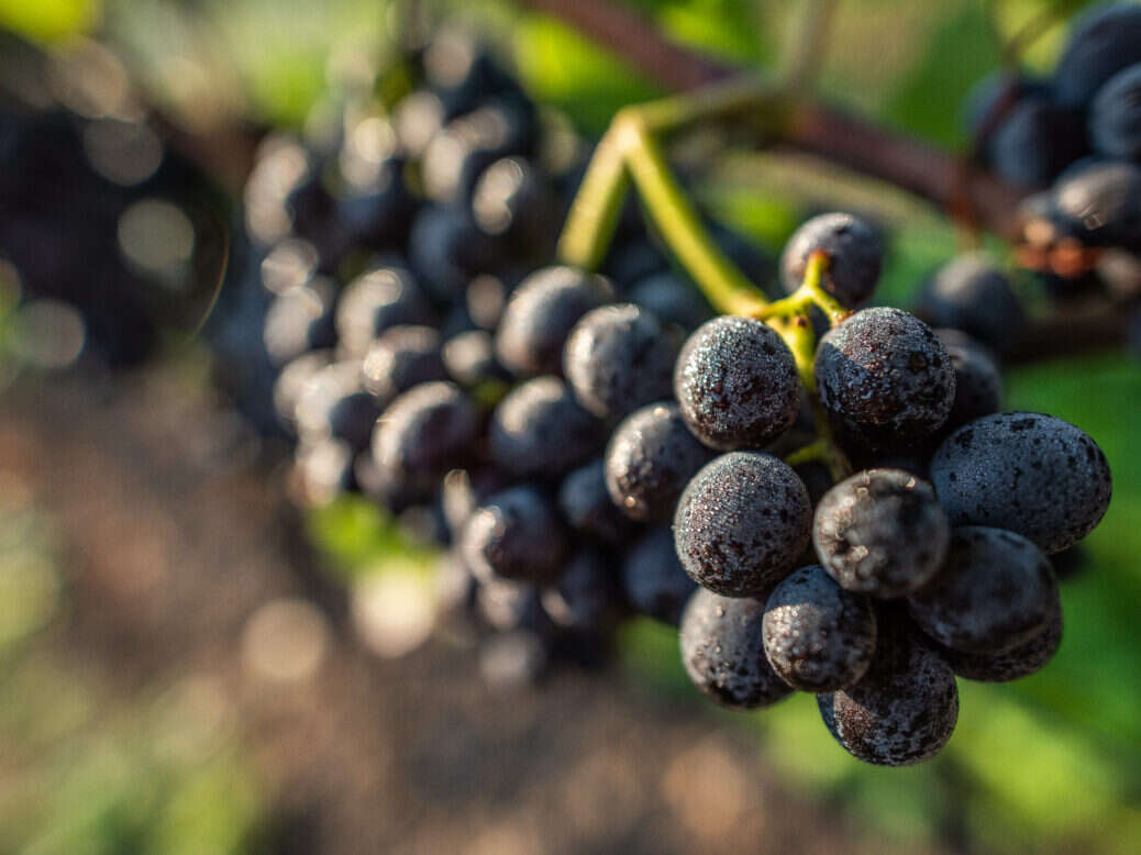 Pinot Noir grapes