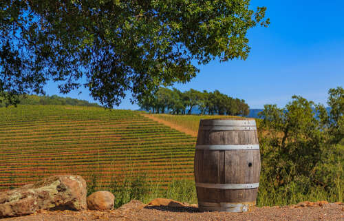 California wine vineyards in Sonoma County