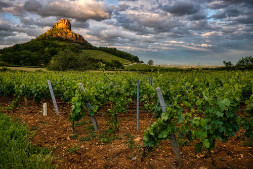 La Roche de Solutré surrounded by vines in the Mâconnais