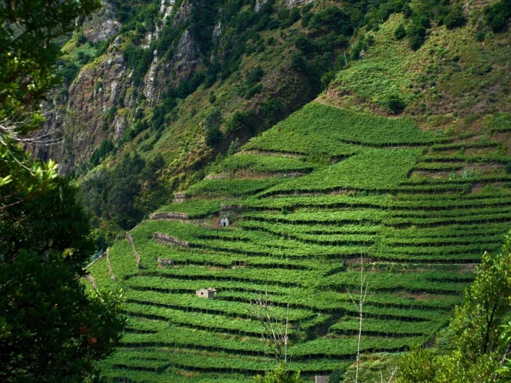Madeira vineyard São Vicente