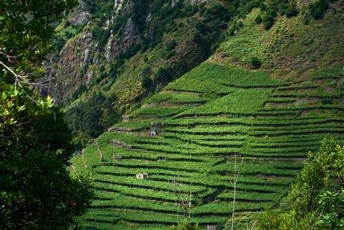 Madeira vineyards