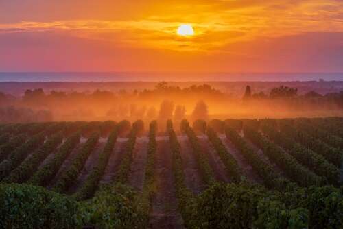 sunrise over Sassicaia in Bolgheri, Tuscany