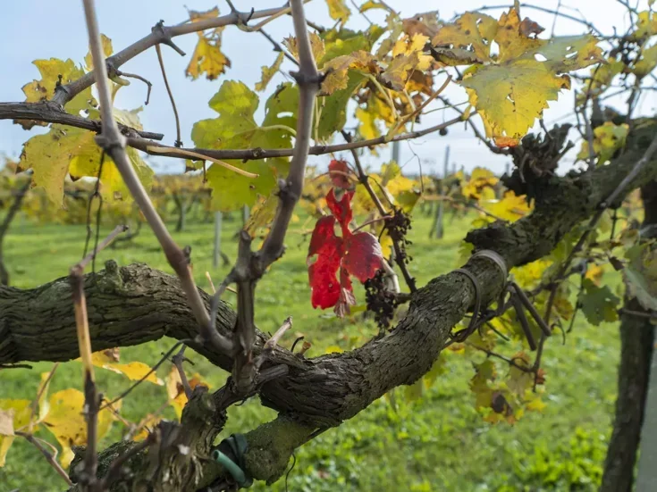 Old vines: The future of wine is its past