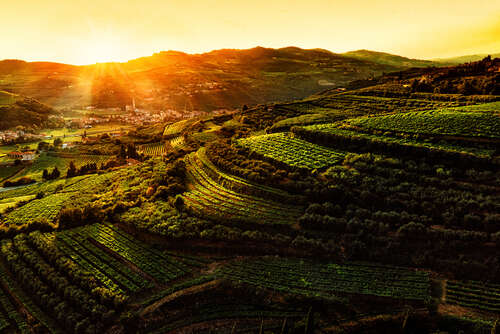 Aerial view of Valpolicella vineyards