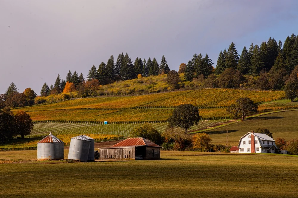 Oregon Chardonnay vineyard