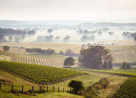 The great white wines of Australia: Semillon