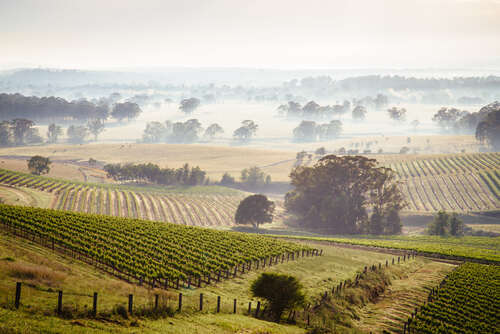 Sunrise over Hunter Valley Semillon vineyards