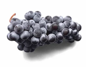 Pignolo grapes bunch