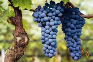 tipicity Nebbiolo grape bunch