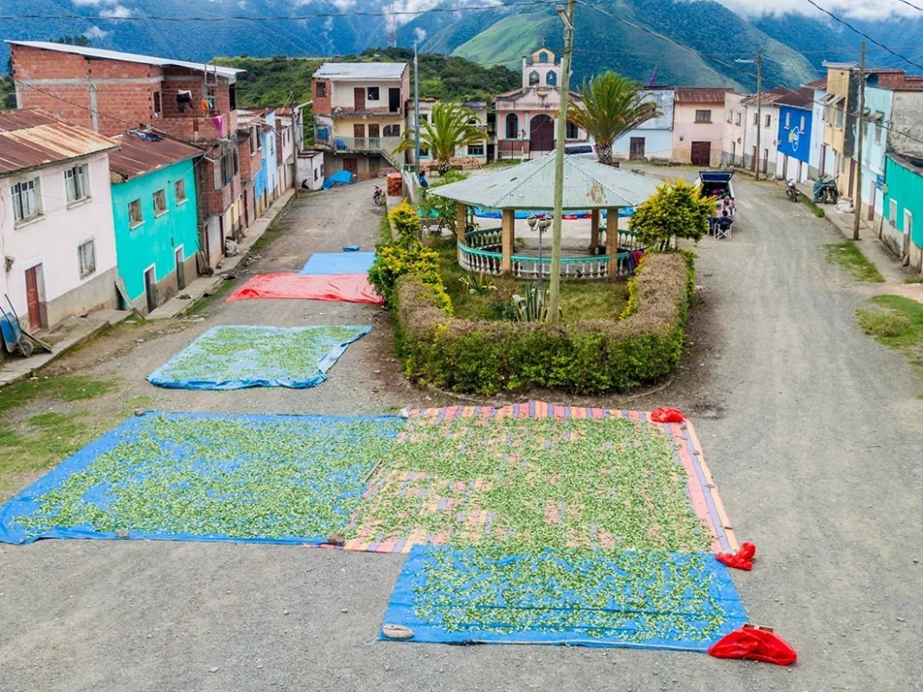 Drying of coca leaves, as used in Vin Mariani, in Cruz Loma village near Coroico, Bolivia