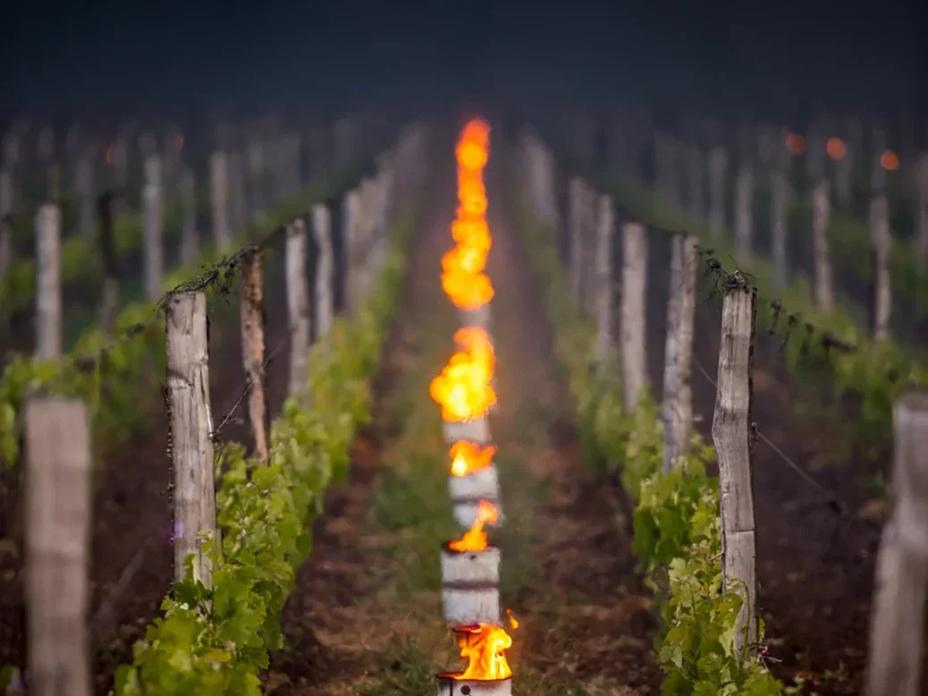 Bordeaux 2022 vineyard frost candles