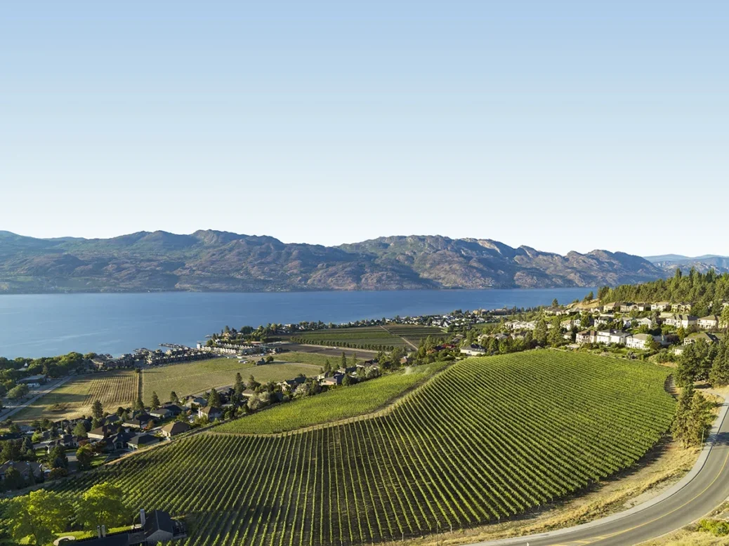 Canada Pinot Noir vineyard