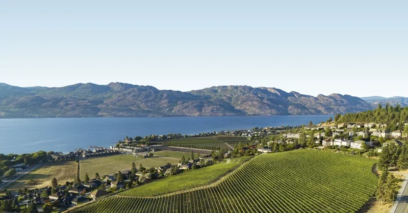 Pinot Noir in Canada: - Vimarsana News