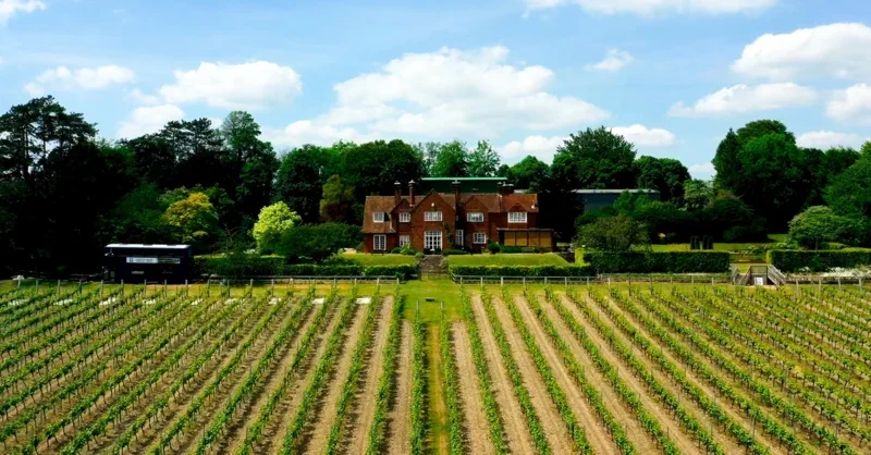 Hambledon Vineyard: Top English sparkling wine - Vimarsana News