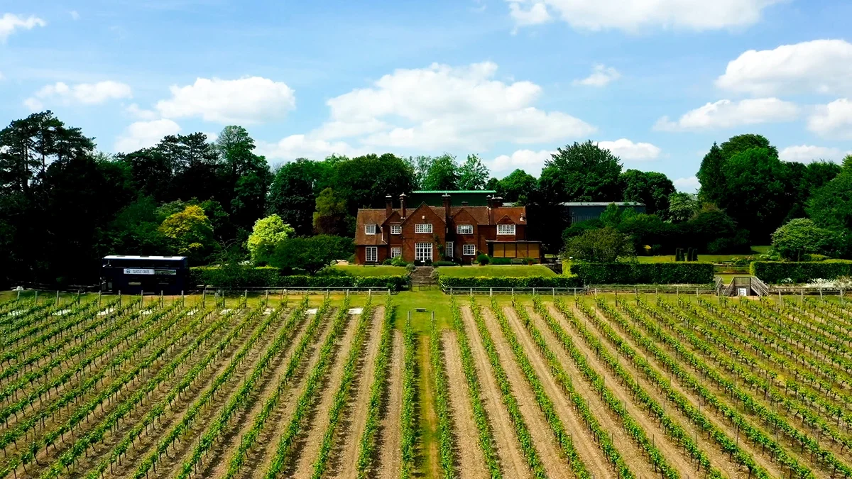 Hambledon Vineyard: Chalk show 