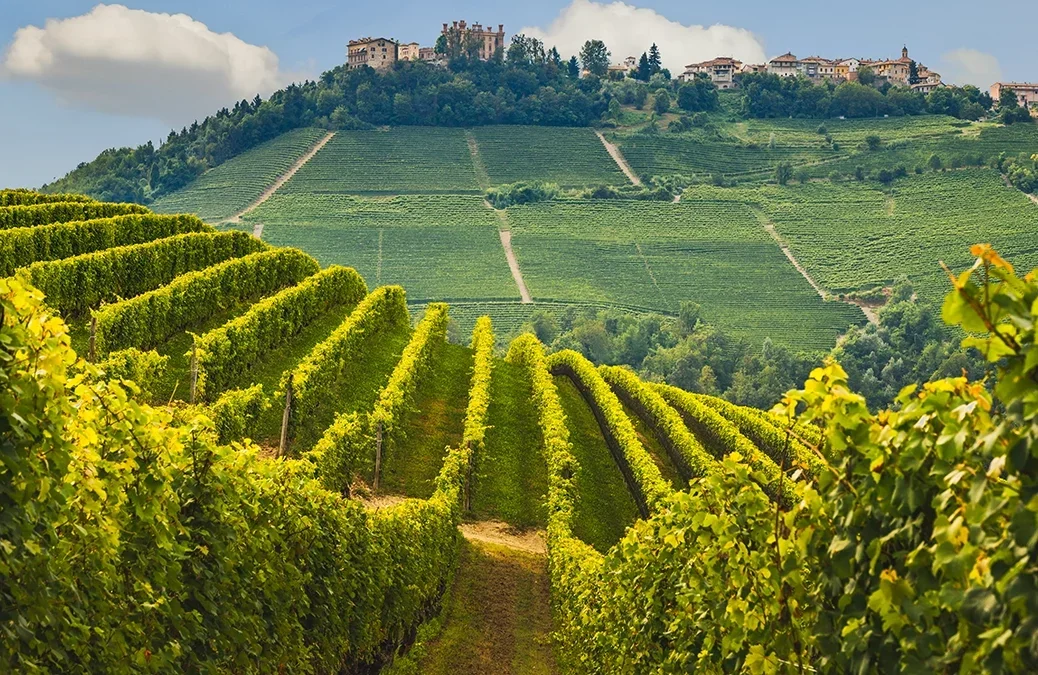 Vineyards in Barolo 2018